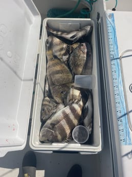 Sheepshead Fishing in