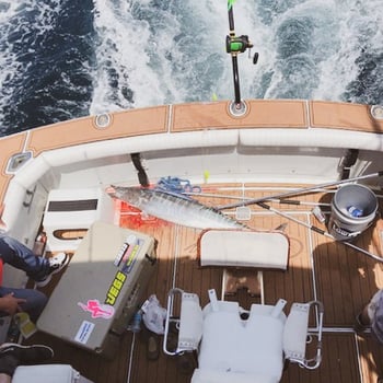 Boat photo for South Padre Island Deep Sea