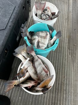Boat photo for Port O'Connor "Texas Triple"