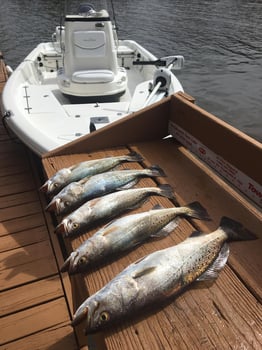 Boat photo for Clear Lake Fishing Trips "Special"