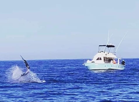 Boat photo for Classic Cabo Sportfish Trip