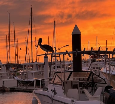 Boat photo for Classic Cabo Sportfish Trip