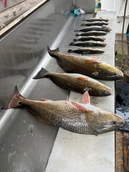 Boat photo for 3hr. Inshore 3hr. Offshore combo 
