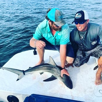 Battling Sharks! In Cedar Key