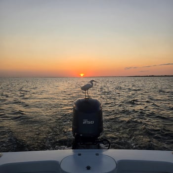 Boat photo for Toothy Critters!