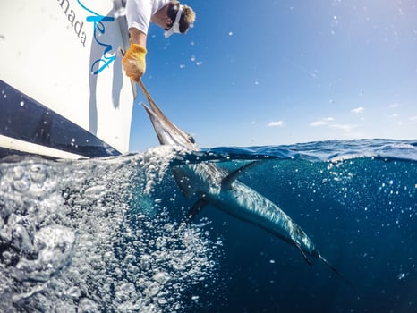Boat photo for Cabo VIP Trip - 60’ Bertram 4-8hrs