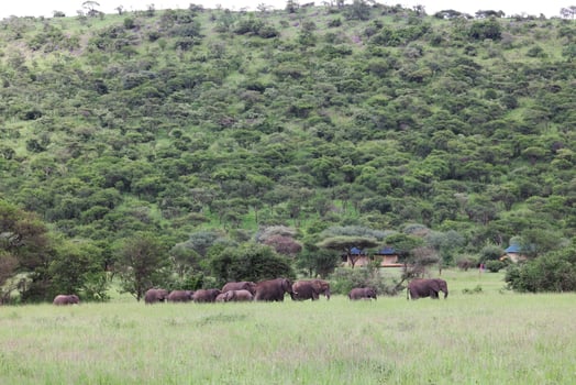 Lodge photo for Serengeti Birding Experience
