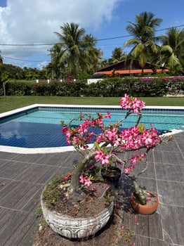 Lodge photo for Tarpons In Recife, Brazil