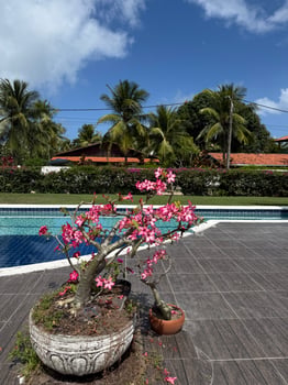 Lodge photo for Tarpons In Recife, Brazil