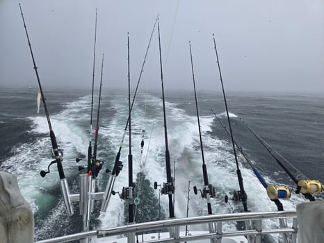 Boat photo for 12hr Bottom/Trolling -55' Gillman