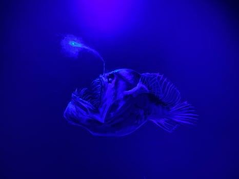 Boat photo for Drift Salmon Fishing