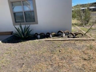 Lodge photo for Hill Country Aoudad Ram Hunt