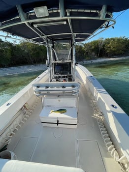 Boat photo for Halfday AM 31’ Contender: Deep Sea