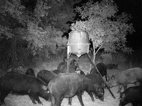 Lodge photo for Oklahoma Thermal Hog Hunt