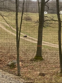 Lodge photo for Michigan Spring Turkey 