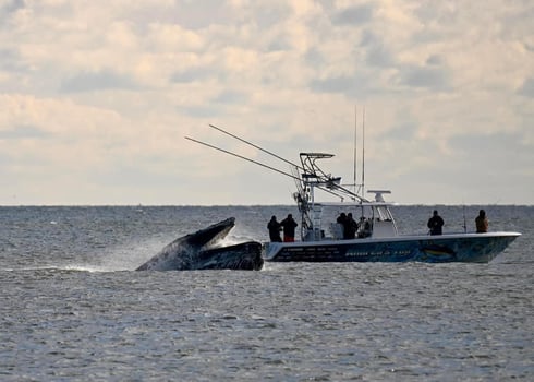 Boat photo for Jersey Shore Inshore Mixed Bag