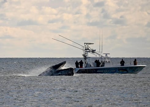 Boat photo for 18 Hour Offshore
