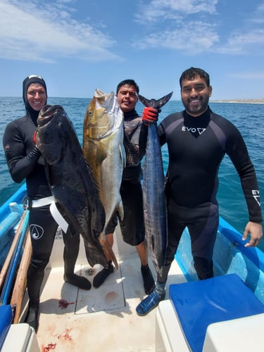 Cabo Spearfishing in Cabo San Lucas
