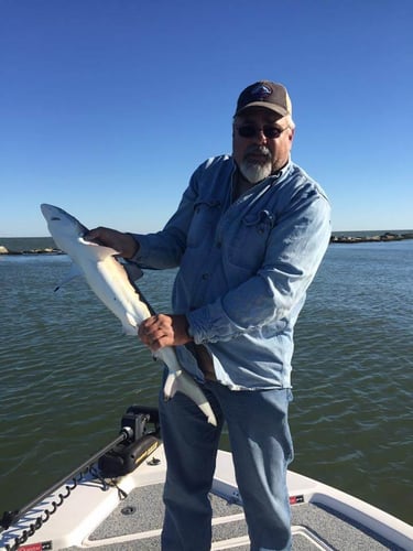 Shark Quest With Captain Derek In Texas City