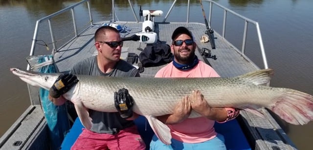 Trophy Alligator Gar Bowfishing In Houston