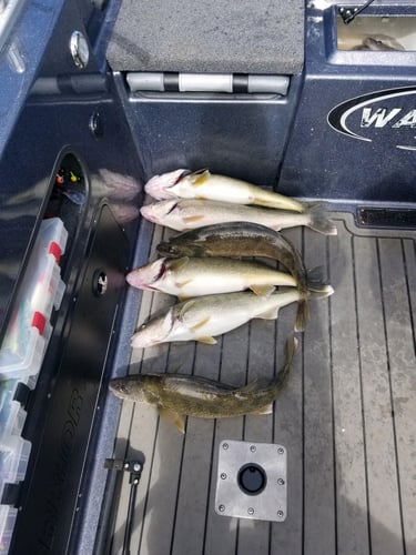 Half-Day Lake Erie Hook-Up In Avon Lake