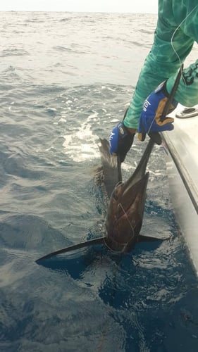 Half Day Offshore In Playa Herradura