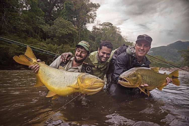 Bolivian Amazon Golden Dorado In Santa Cruz De La Sierra