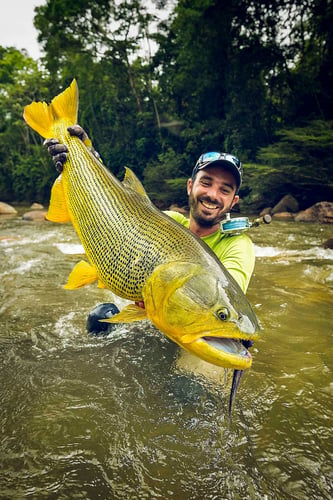 Bolivian Amazon Golden Dorado In Santa Cruz De La Sierra