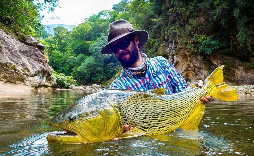 Bolivian Amazon Golden Dorado In Santa Cruz De La Sierra