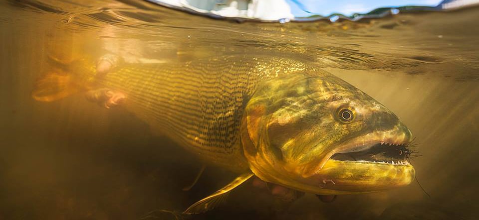 Premier Bolivian Flyfishing in Santa Cruz