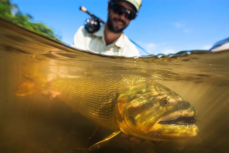 Bolivian Amazon Golden Dorado In Santa Cruz De La Sierra