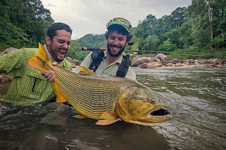 Bolivian Amazon Golden Dorado In Santa Cruz De La Sierra