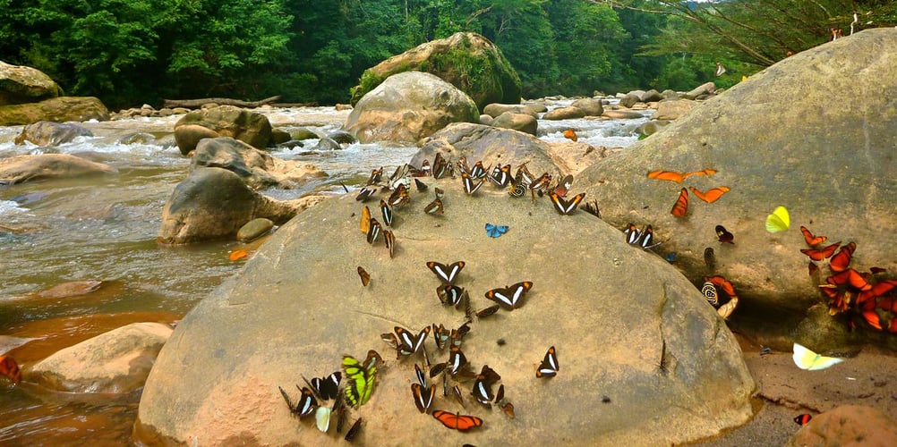 Bolivian Amazon Golden Dorado In Santa Cruz