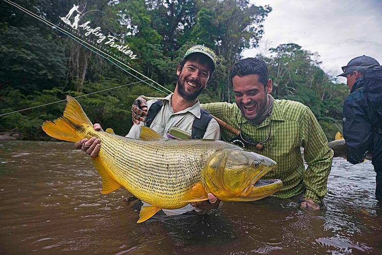 Bolivian Amazon Golden Dorado In Santa Cruz