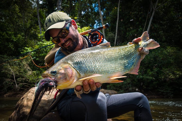 Bolivian Amazon Golden Dorado In Santa Cruz