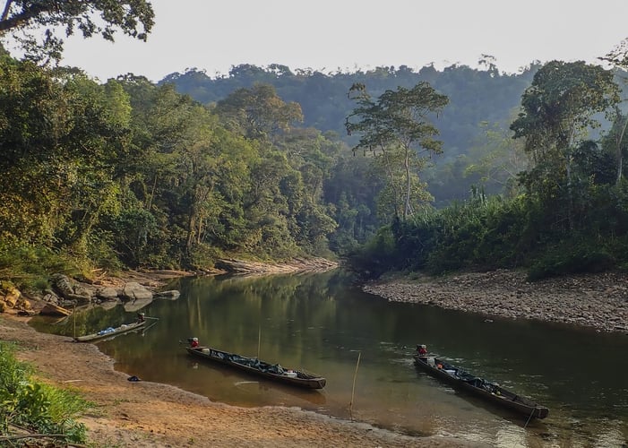 Bolivian Amazon Golden Dorado In Santa Cruz