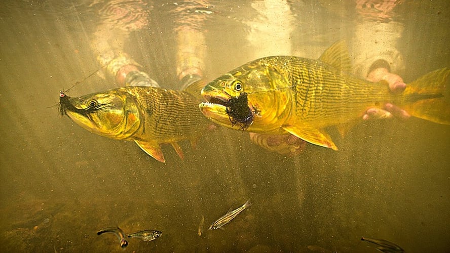 Premier Bolivian Flyfishing in Santa Cruz