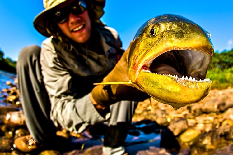 Bolivian Amazon Golden Dorado In Santa Cruz De La Sierra