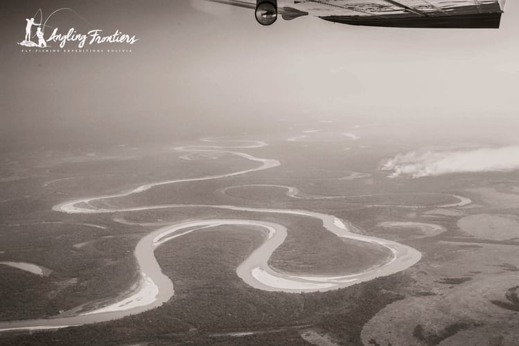 Bolivian Amazon Golden Dorado In Santa Cruz