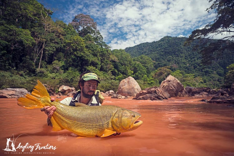 Bolivian Amazon Golden Dorado In Santa Cruz De La Sierra