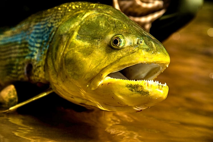 Bolivian Amazon Golden Dorado In Santa Cruz De La Sierra