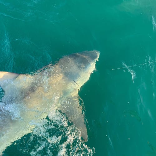 Shark Fishing Trip In Key West