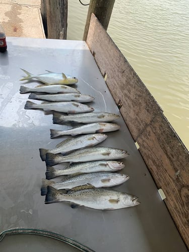 Galveston Angling Adventure In Galveston