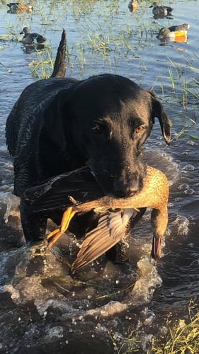 South Texas Prairie Duck Trip In Port O'Connor