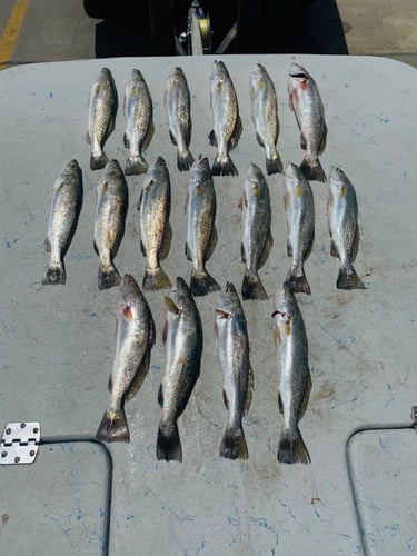 Inshore Guided Trip in Rockport