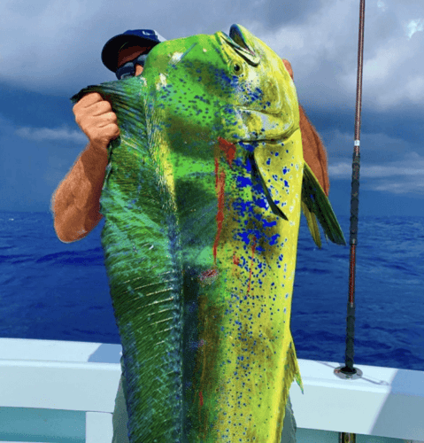 Full Day Mahi Mahi Trip In Islamorada