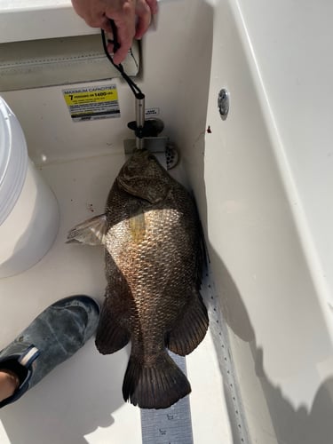 Daytona Inshore Slammin In Port Orange