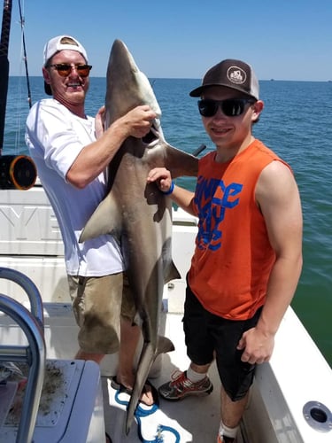 Nearshore Reds, Sharks, Jack Fish In Galveston