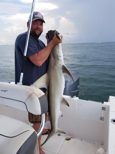 Nearshore Reds, Sharks, Jack Fish In Galveston