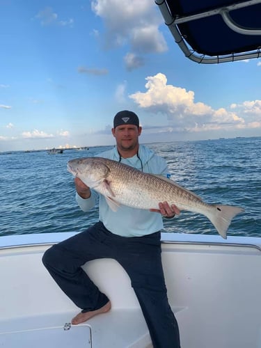 Nearshore Reds, Sharks, Jack Fish In Galveston